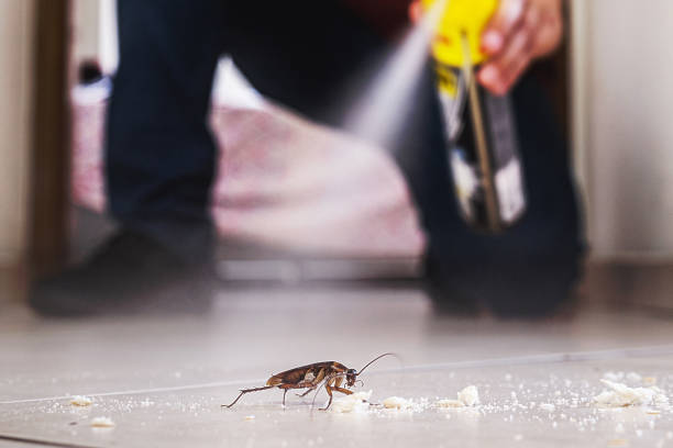 Best Flea Control Services  in Aurora, OH